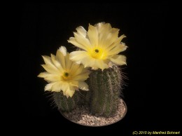 Echinocereus stoloniferus ssp. tayopensis 764